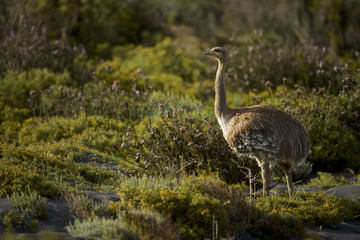 Fototapeta premium Darwin's Rhea, Lesser Rhea (Rhea pennata) (Rhea pennata)