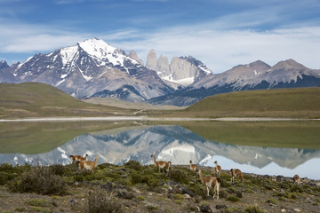 Guanaco (Lama guanicoe) herd with the Torres in the background, Torres del Paine NP, Chile. © Enrique