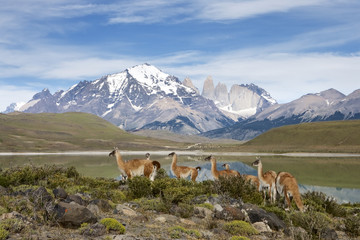 Guanaco (Lama guanicoe) herd with the Torres in the background, Torres del Paine NP, Chile. © Enrique