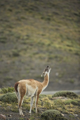 guanaco (Lama guanicoe)