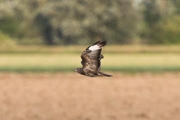 Buzzard in flight 1