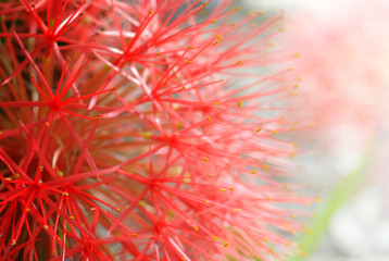 Blood flower (Powder puff lily) closeup for background