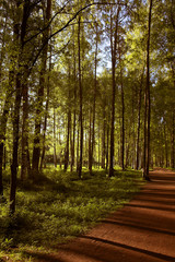 Obraz premium forest