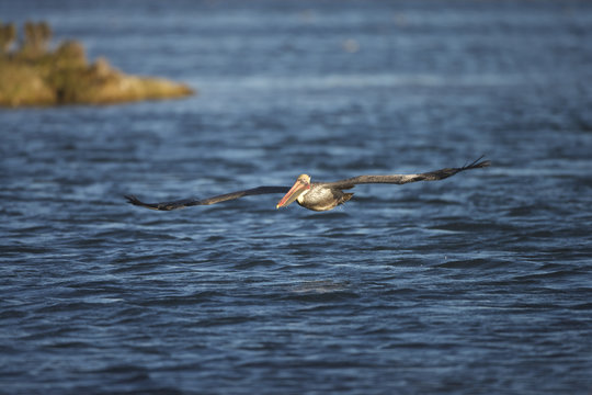 Brown Pelican (Pelecanus occidentalis californicus), Guerrero Negro, BAja California Sur, Mexico