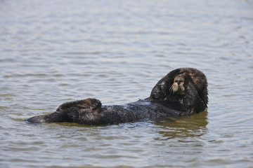 Naklejka premium Sea otter (Enhydra lutris), Monterrey Bay, California