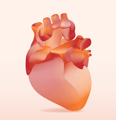 line art of human anatomical heart. vector illustration