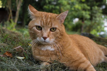 Ginger cat lying in green grass