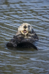Sea otter (Enhydra lutris), Monterrey Bay, California - 166829997