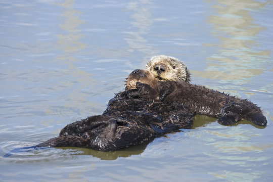 Sea otter (Enhydra lutris), Monterrey Bay, California