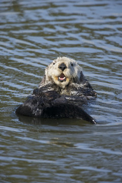 Sea otter (Enhydra lutris), Monterrey Bay, California