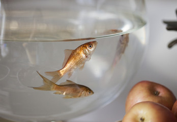 GoldFish in a Tank