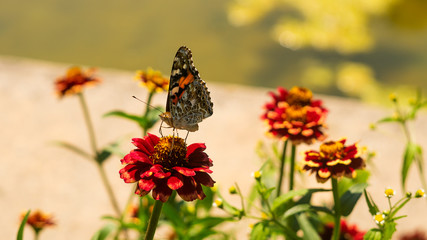 Butterfly on Flower