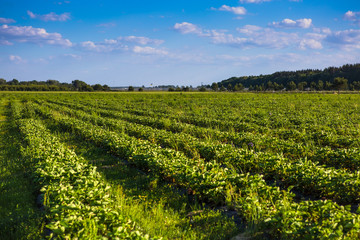 Rows of Strawberry plants in a strawberry field