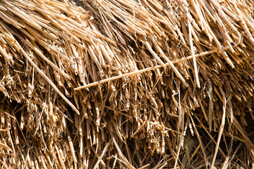 Yellow hay is dried on the ground as a background