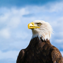 Portrait of head of American bald eagle, Haliaeetus leucocephalus