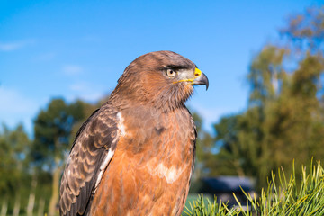 Portrait of juvenile jackall buzzard, Buteo rufofuscus, sitting on tree