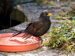 Portrait of male adult common blackbird, Turdus merula, sitting on edge of water bowl