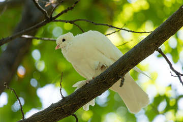 White dove in the forest on a green nature