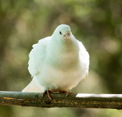 White dove in the forest on a green nature