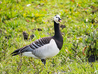 Portret of adult barnacle goose, Branta leucopsis, honking with open mouth