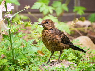 Blackbird, Turdus merula, portrait of juvenile in garden