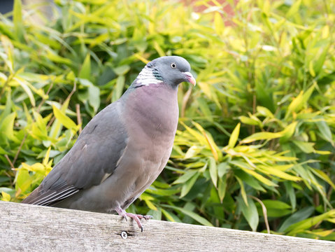 Portrait of adult common wood pigeon, Columba palumbus, perching on  wooden beam