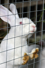Obraz premium rabbit