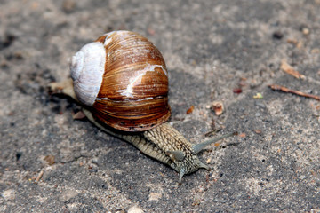 snail