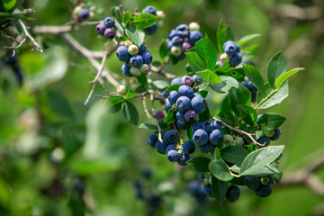 Blueberry Fruit on the Bush
 