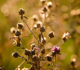 Prickly plant in the wild