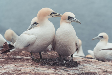 Basstölpel auf Helgoland