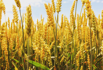 Fototapeta premium golden harvest under blue cloudy sky