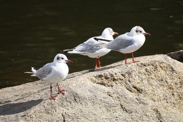 Mouettes 