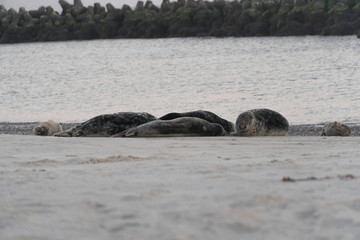Obraz premium robben auf helgoland