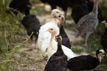 Young turkey on the farm