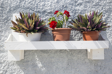 Flowers in pots on the wall of the house