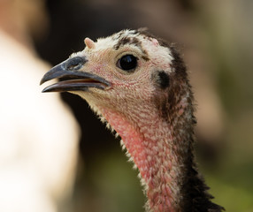 Young turkey on the farm