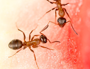 An ant on a red watermelon