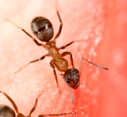 An ant on a red watermelon