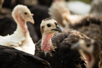 Young turkey on the farm
