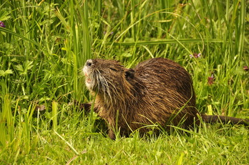Ragondin , animal aquatique 
