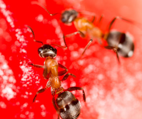 An ant on a red watermelon