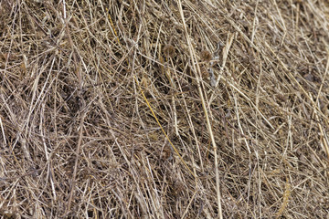 Dry grass.