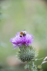 Purple Thistle & Bee