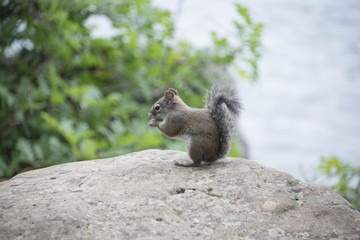 Squirrel on a Rock
