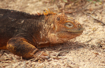 Close up of Galapagos Land Iguana