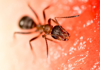 An ant on a red watermelon