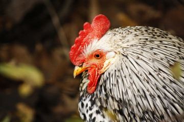 Portrait of white cock