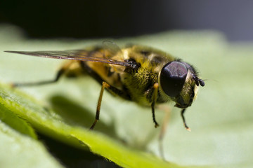 A bee on a leaf