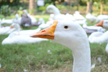 duck tales